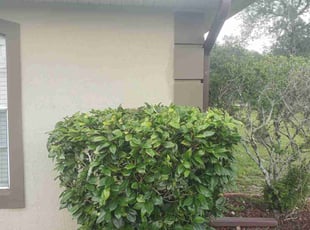 Bush Trimming by Jorge Agosto for Jay M. in Deltona, FL