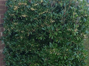 Bush Trimming by รDGAR Castillo for Torri M. in Lawrenceville, GA