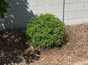 Bush Trimming by jimmy ruiz for Jordan J. in Mesa, AZ