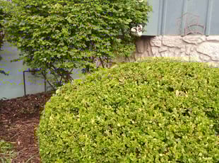 Bush Trimming by KK Green Grass for James E. in Olathe, KS
