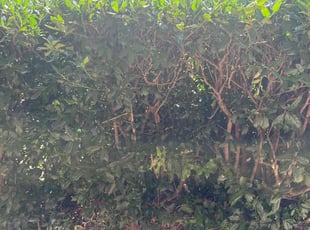 Bush Trimming by Leray Thornton for Russell B. in Del City, OK