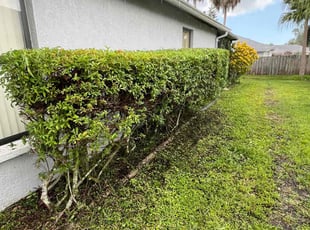 Bush Trimming by Broderick Belvin for Joseph F. in Sarasota, FL