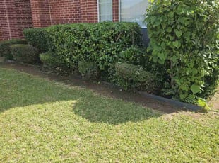 Bush Trimming by Gerome Randle for Jason M. in Mansfield, TX