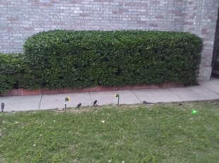 Bush Trimming by Kale McClarty for Rhonda M. in Fort Worth, TX