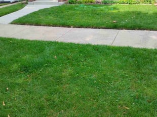 Britt W.'s Lawn Mowing service result