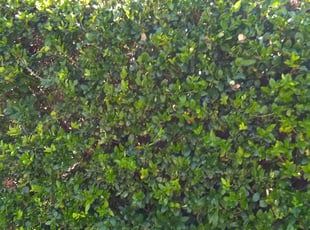 Bush Trimming by Gralin Johnson for 9016 Fremont tr Fort Worth, TX 76244 M. in Keller, TX
