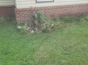 Bush Trimming by Daniel Crowder for Tonya J. in Prince George, VA
