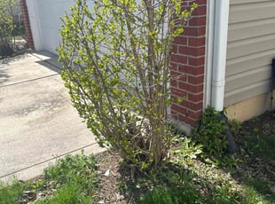 Bush Trimming by Cindy Betancourth for Aaron B. in Avon, IN