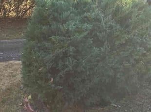 Bush Trimming by Orlando Cruz for Winslow E. in Gloucester Township, NJ