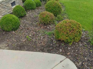 Bush Trimming by Lemonte Mitchell for William B. in Wake Forest, NC