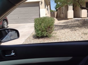 Bush Trimming by William Townsend for DW W. in Tolleson, AZ