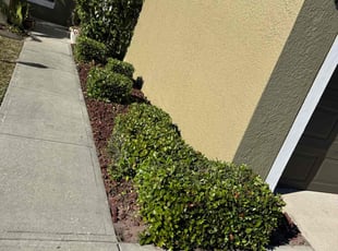 Bush Trimming by Ramon Moreno for Latisha T. in Rockledge, FL