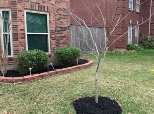 Landscaping by Antonio Infante for Sam o. in Pasadena, TX