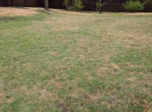 Leaf Removal by Elizabeth Cruz for Phillip K. in Plano, TX