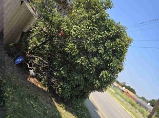 Bush Trimming by Michael Gill for Tom M. in Carrollton, TX