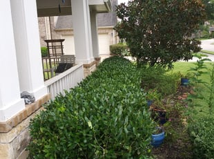 Bush Trimming by Agapito Rivera for Steven W. in Pearland, TX