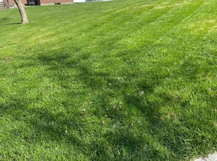 Louise H.'s Lawn Care service result