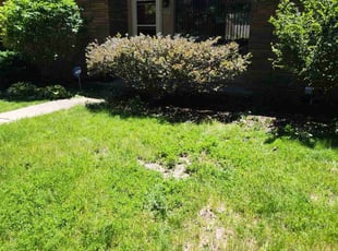 Bush Trimming by Ronnie Anderson for Michael B. in West Allis, WI