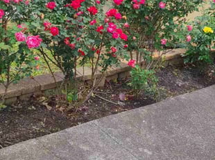 Bush Trimming by Denise Santana for Marissa M. in Cartersville, GA
