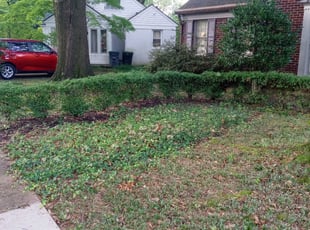 Bush Trimming by Joe Miller for Mary B. in Memphis, TN