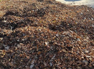 Leaf Removal by Luis Contreras for Briana N. in Indianapolis, IN