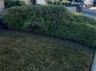 Bush Trimming by Chris Acosta for Sharon H. in Lathrop, CA
