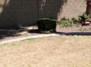 Bush Trimming by Sergio Laurean for Roshell L. in Gilbert, AZ