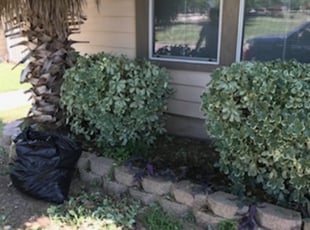 Bush Trimming by Roberto Banda for Mark R. in Kyle, TX