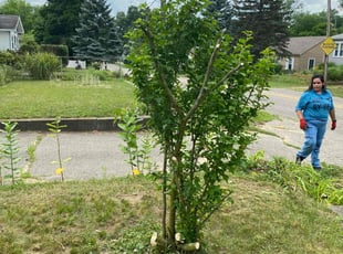 Bush Trimming by Oscar Cardosa for Robin M. in Grand Rapids, MI