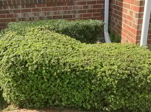 Bush Trimming by Joel Walton for Michael A. in Chesapeake, VA