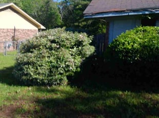 Bush Trimming by Johnny Hall for Damian B. in Jackson, MS