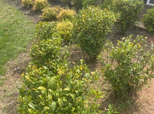 Weeding by Timothy Frady for William B. in Greenville County, SC