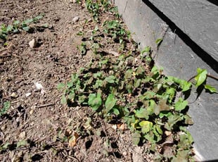 Weeding by Coben Varland for Sai C. in Kirkland, WA