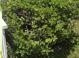 Bush Trimming by Kent Wade for Rachel S. in Conyers, GA