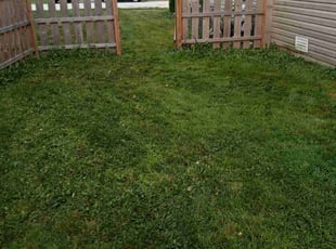Bush Trimming by Jasmine Harris for Dodiah D. in Schaumburg, IL