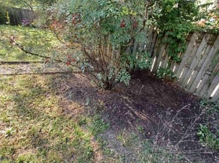 Leaf Removal by Amber Fuentes for Brittany B. in Washington, DC