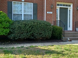 Bush Trimming by Dany Muralles for Brian D. in Alexandria, VA