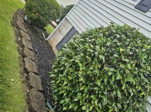Weeding by Yobani Benitez for Sihef R. in Glen Burnie, MD