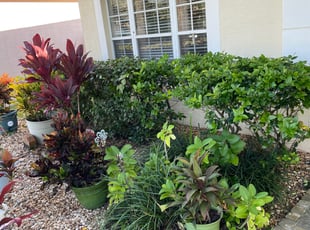 Bush Trimming by Timothy Kelley for Dalia H. in Land O' Lakes, FL
