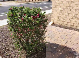 Bush Trimming by Chris Hawk for Ryan T. in Phoenix, AZ