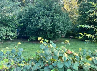 Dominique M.'s Lawn Mowing Service service result
