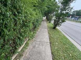 Bush Trimming by Osmin Salvador for Kim J. in Dallas, TX