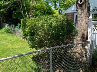 Bush Trimming by Gilberto Ayala for Britta K. in Alexandria, VA