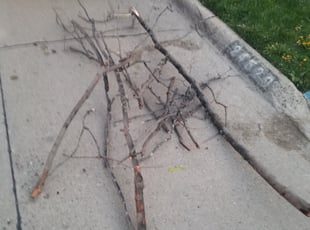 Leaf Removal by Daniel Moton for Brenda D. in Eastpointe, MI