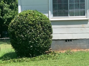 Bush Trimming by Shaniqua Parker for Stefanie M. in Marietta, GA