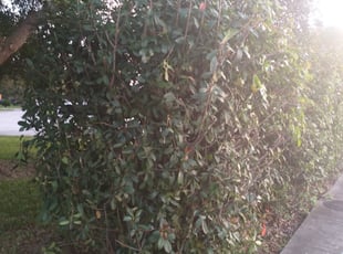 Bush Trimming by Isabel Valdez for Lori S. in Houston, TX