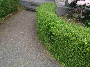 Bush Trimming by Jeffrey White for Emily G. in Renton, WA