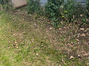 Leaf Removal by Jesus Perez Soto for Reagan S. in Indianapolis, IN