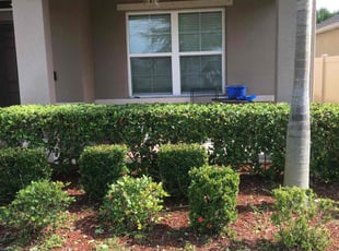 Bush Trimming by Mark Daley for Courtney S. in Palm Bay, FL