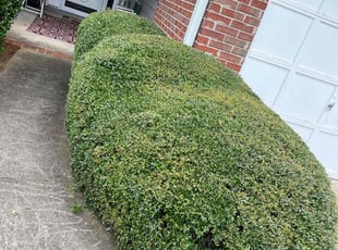 Bush Trimming by Enemecio Garcia for Patricia K. in Mableton, GA